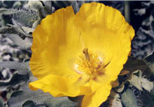 Glaucium flavum